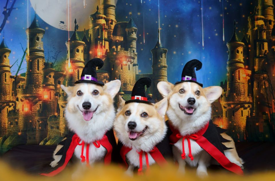 仮装した3匹の犬